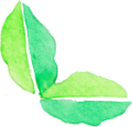葉っぱ